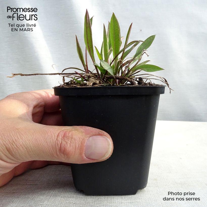 Centaurea jacea 8/9 cm pot sample as delivered in spring