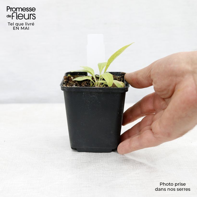 Centaurea montana Caramia 8/9 cm pot sample as delivered in spring