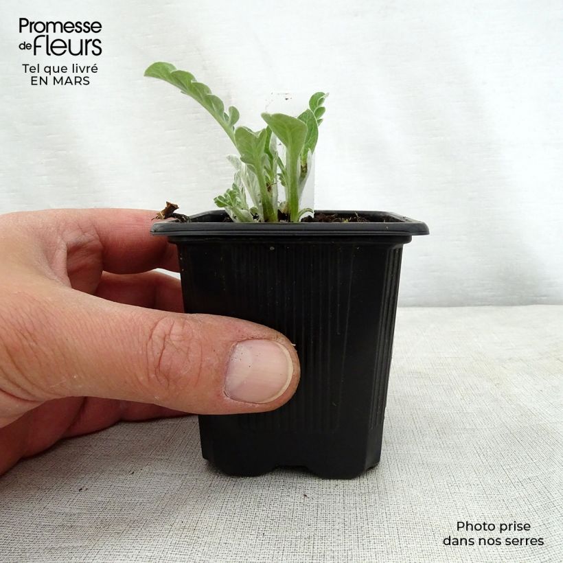 Centaurea hypoleuca John Coutts 8/9 cm pot sample as delivered in spring