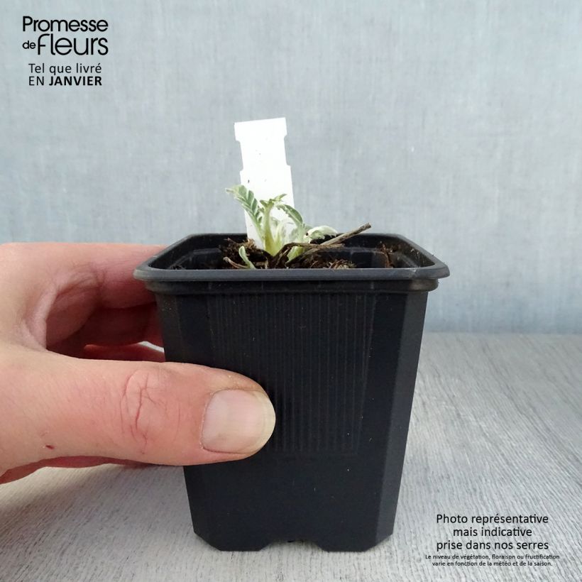 Centaurea hypoleuca John Coutts 8/9 cm pot sample as delivered in winter