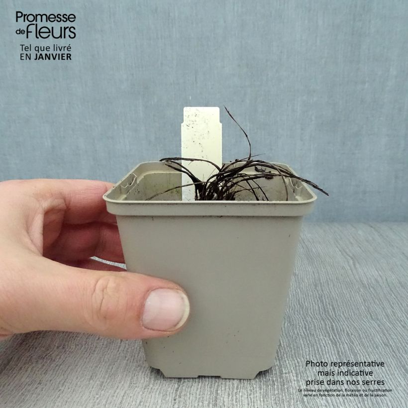 Centaurea pulcherrima 8/9 cm pot sample as delivered in winter