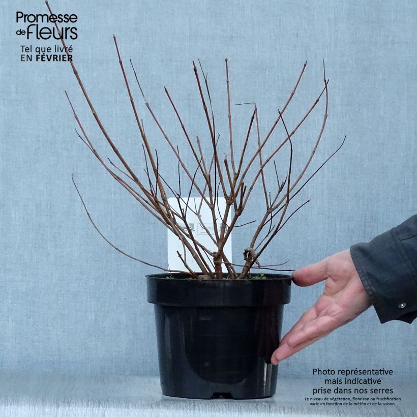 Cephalanthus occidentalis 7.5L/10L pot sample as delivered in winter