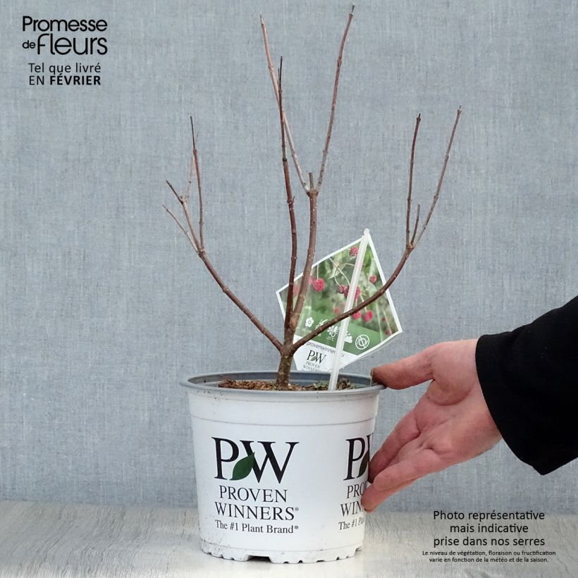 Cephalanthus occidentalis Sugar Shack 2L/3L pot sample as delivered in winter