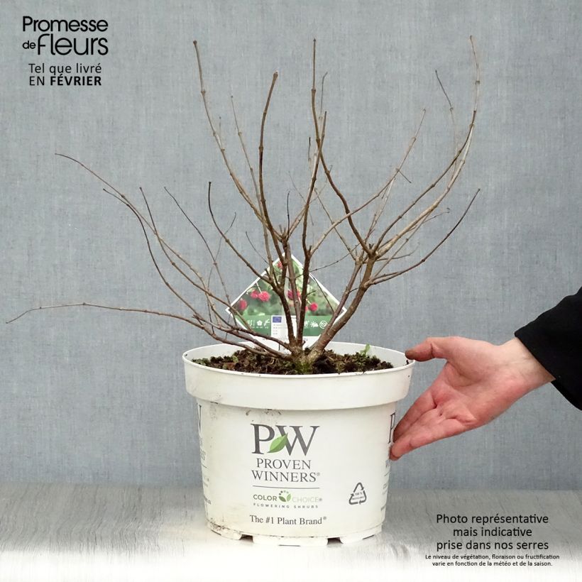 Cephalanthus occidentalis Sugar Shack 7.5L/10L pot sample as delivered in winter