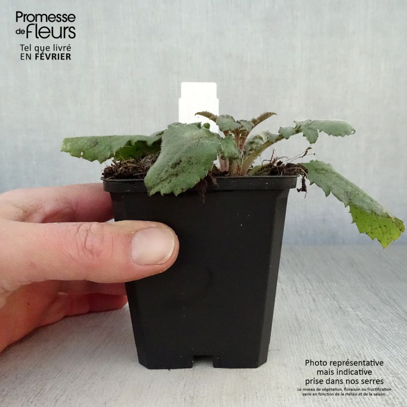 Cephalaria gigantea 8/9 cm pot sample as delivered in winter