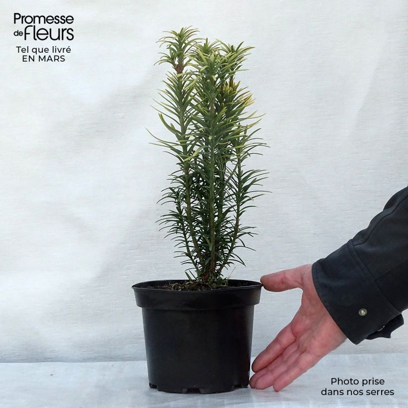 Cephalotaxus harringtonia Korean Gold 2L/3L pot sample as delivered in winter