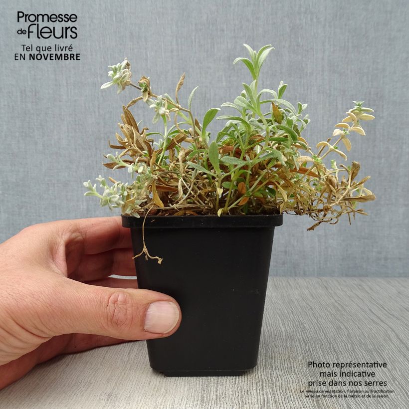 Cerastium tomentosum Yo Yo 8/9 cm pot sample as delivered in autumn