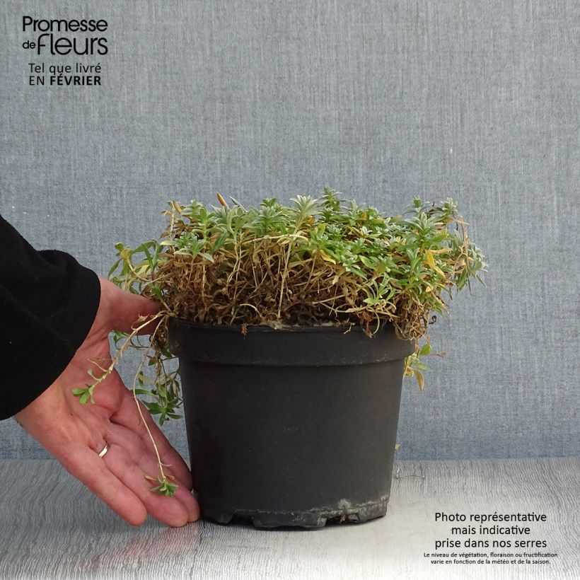 Cerastium tomentosum Yo Yo 2L/3L pot sample as delivered in winter