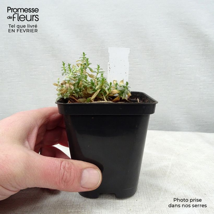 Cerastium tomentosum Yo Yo 8/9 cm pot sample as delivered in winter