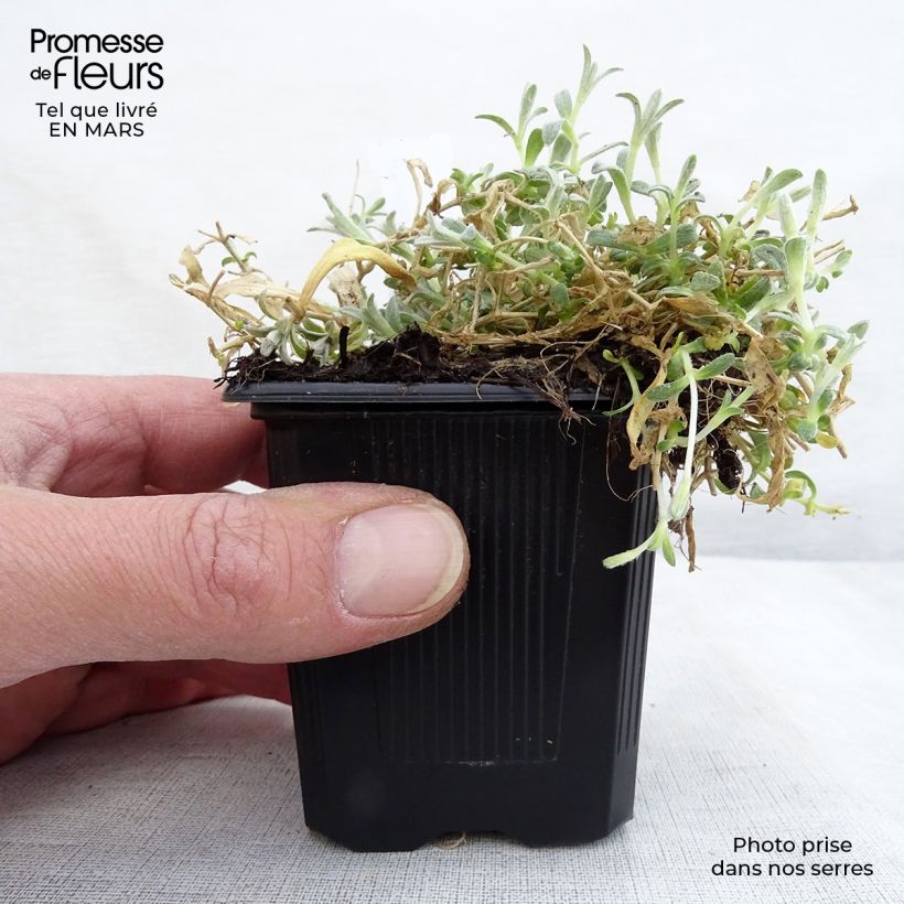 Cerastium tomentosum var. columnae 8/9 cm pot sample as delivered in spring