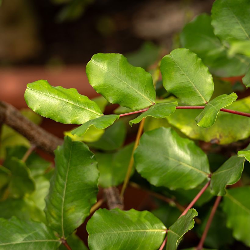 Ceratonia siliqua seeds - Carob tree (Foliage)