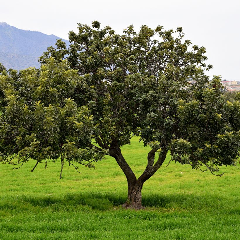 Ceratonia siliqua seeds - Carob tree (Plant habit)
