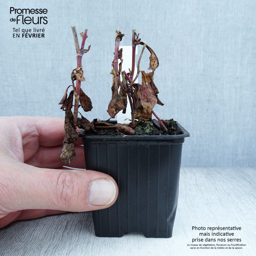 Ceratostigma plumbaginoides 8/9 cm pot sample as delivered in winter