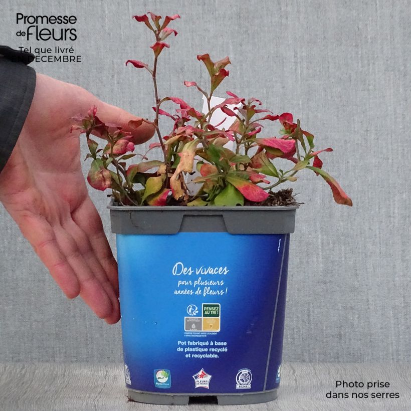 Ceratostigma plumbaginoides 2L/3L pot sample as delivered in winter