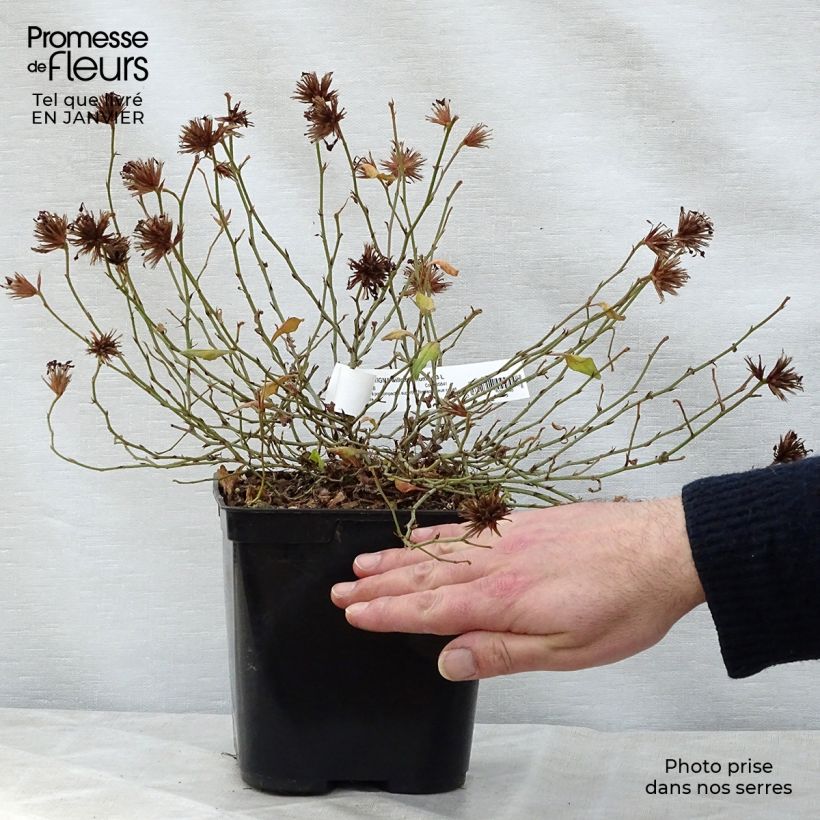 Ceratostigma willmottianum FOREST BLUE 2L/3L pot sample as delivered in winter