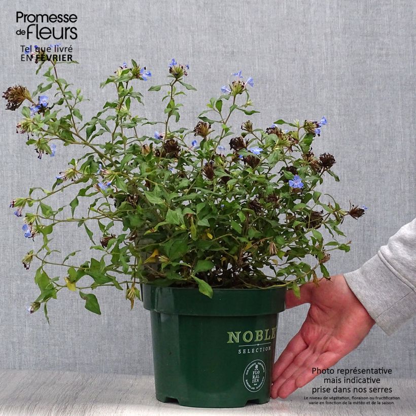 Ceratostigma willmottianum FOREST BLUE 2L/3L pot sample as delivered in autumn