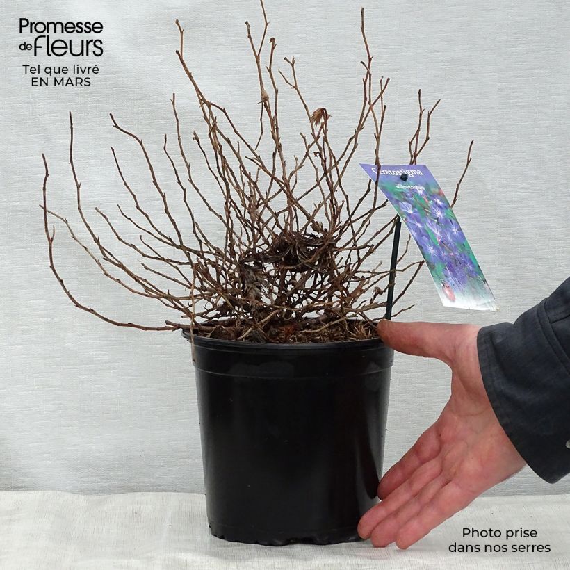 Ceratostigma willmottianum 2L/3L pot sample as delivered in spring