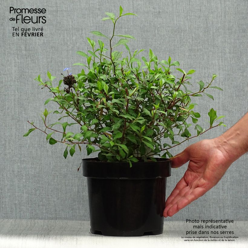 Ceratostigma willmottianum 2L/3L pot sample as delivered in autumn