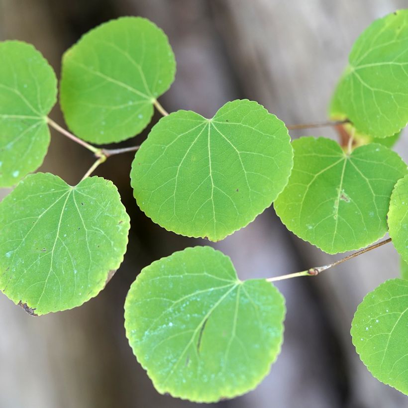 Cercidiphyllum japonicum seeds - Katsura tree (Foliage)