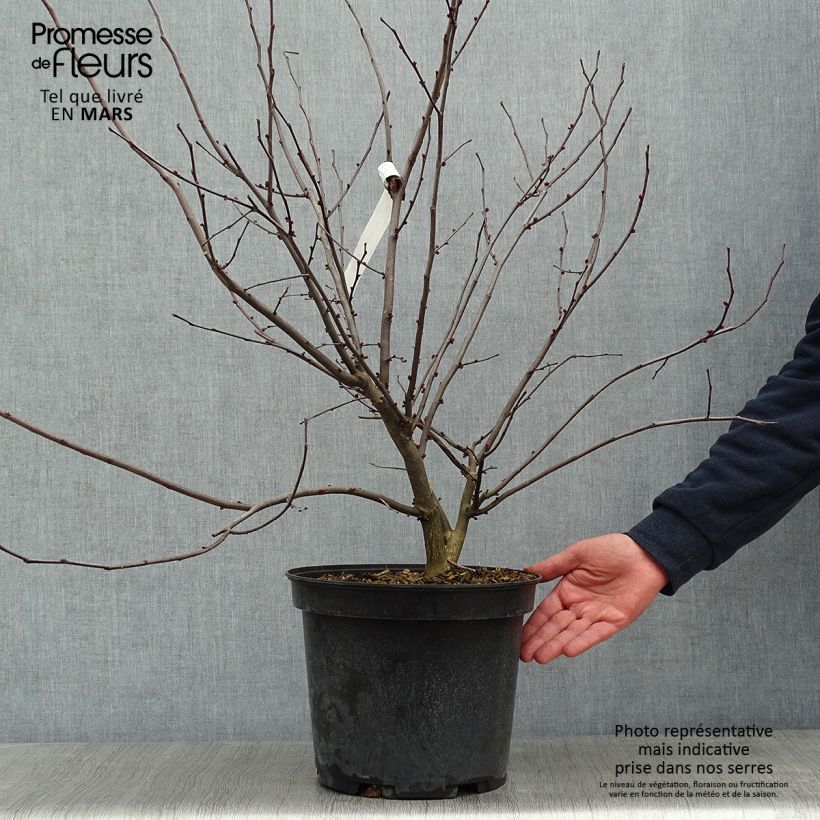 Cercis canadensis Heart of Gold - Eastern Redbud 7.5L/10L pot sample as delivered in winter