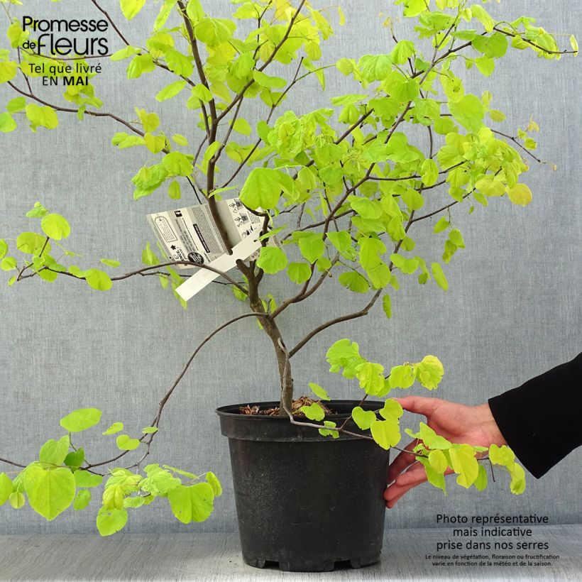 Cercis canadensis Heart of Gold - Eastern Redbud 7.5L/10L pot sample as delivered in spring