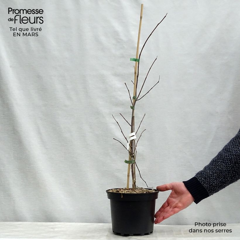 Cercis canadensis Heart of Gold - Eastern Redbud 4L/5L pot sample as delivered in winter