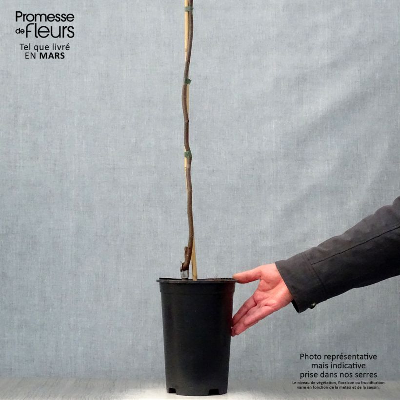 Cercis canadensis Lavender Twist - Eastern Redbud 3L/4L pot sample as delivered in spring