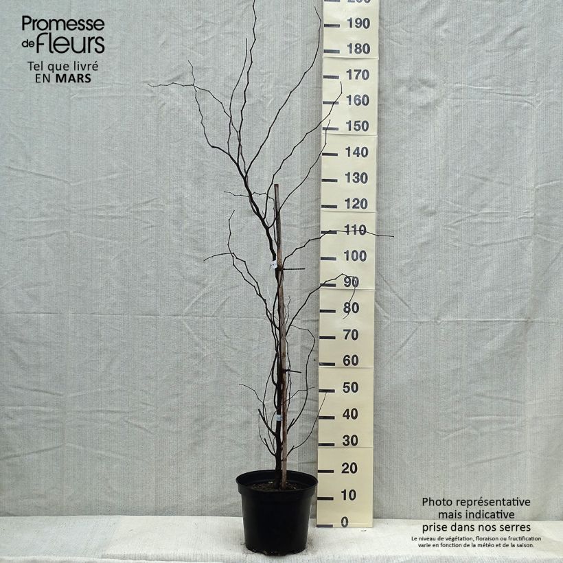 Cercis canadensis The Rising Sun - Eastern Redbud 6L/7L pot sample as delivered in winter