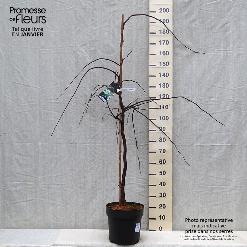 Cercis canadensis Vanilla Twist - Eastern Redbud 4L/5L pot sample as delivered in winter