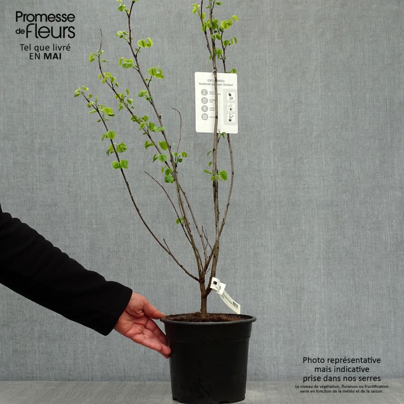 Cercis chinensis Shirobana - Chinese Redbud 4L/5L pot sample as delivered in spring