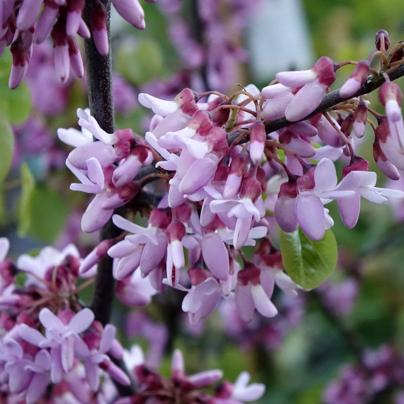 Cercis siliquastrum - Judas Tree (Flowering)