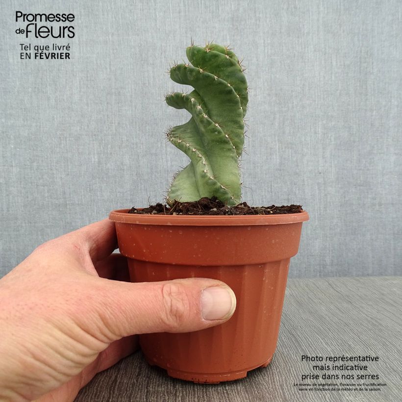 Cereus forbesii Spiralis 12cm pot sample as delivered in winter