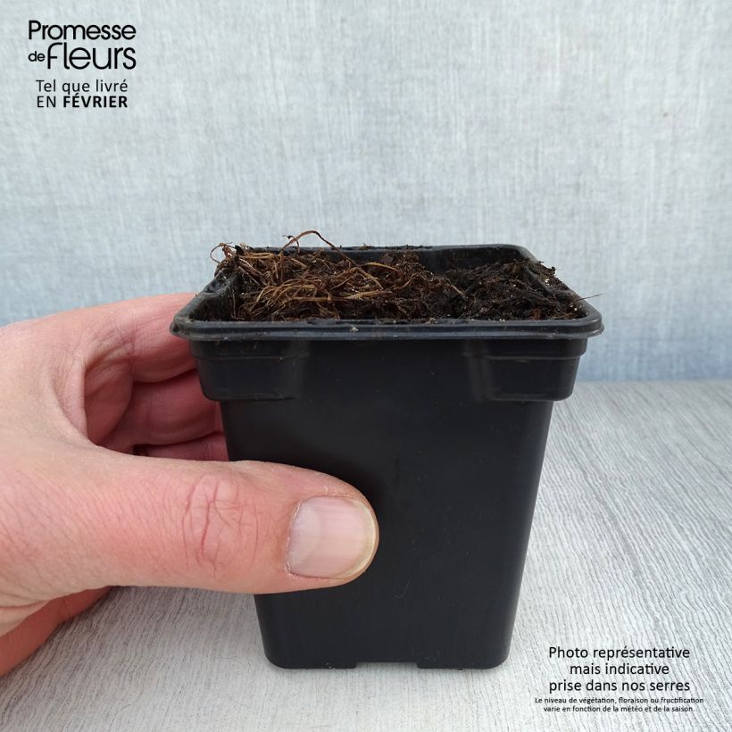 Common chervil in plants - Anthriscus cerefolium 7/8 cm pot sample as delivered in winter