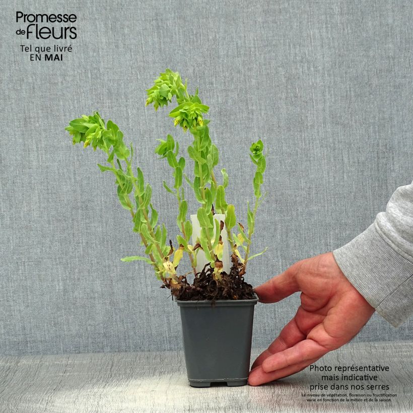 Cerinthe glabra 8/9 cm pot sample as delivered in spring