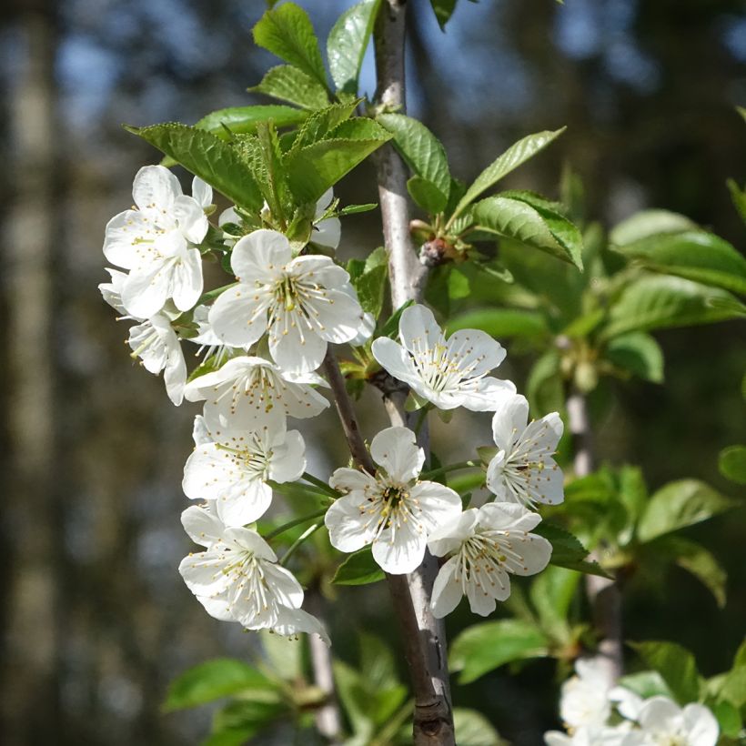 Prunus cerasus Cerise Allégria Delbard - Tart Cherry Tree (Flowering)