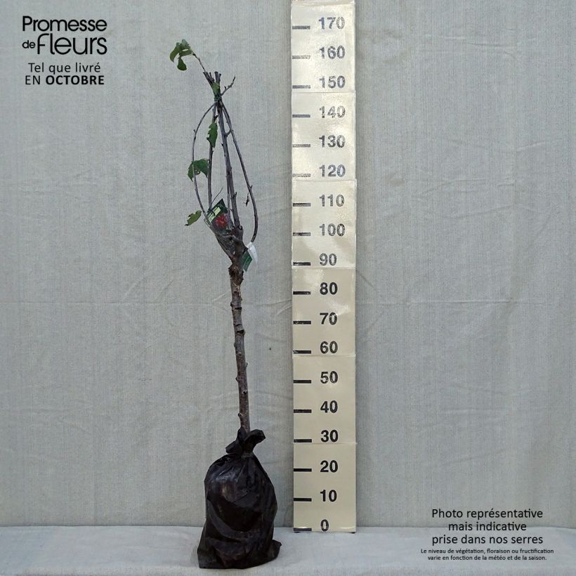 Prunus avium Bigarreau hâtif Delbard - Cherry Tree Ready-to-plant root ball, Goblet sample as delivered in autumn