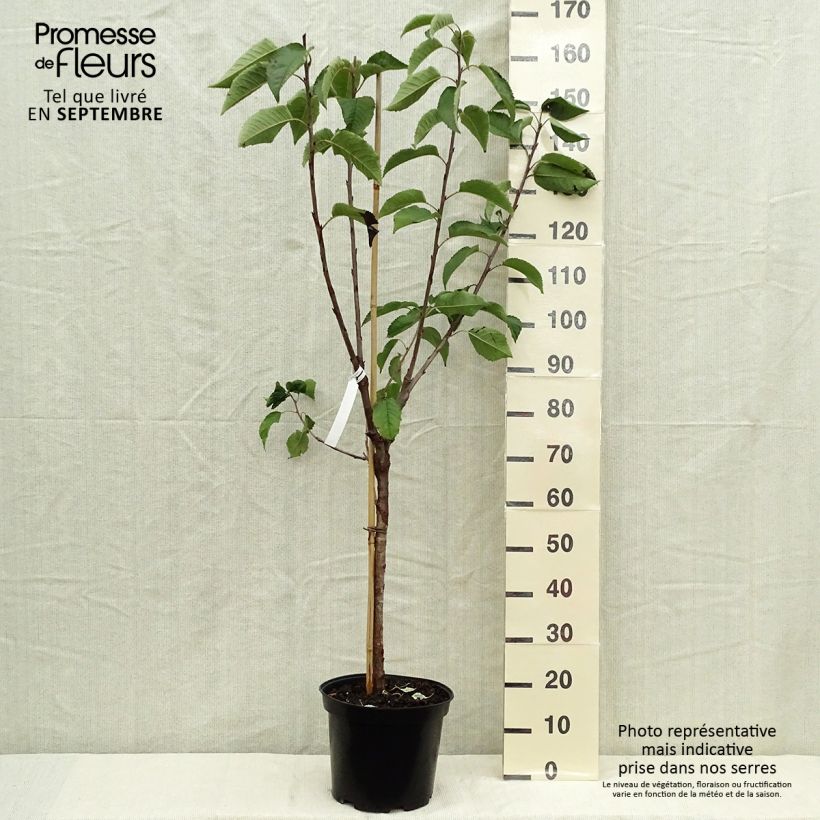 Prunus cerasus Bigarreau Hedelfingen - Tart Cherry Tree 7.5L/10L pot, Goblet sample as delivered in autumn