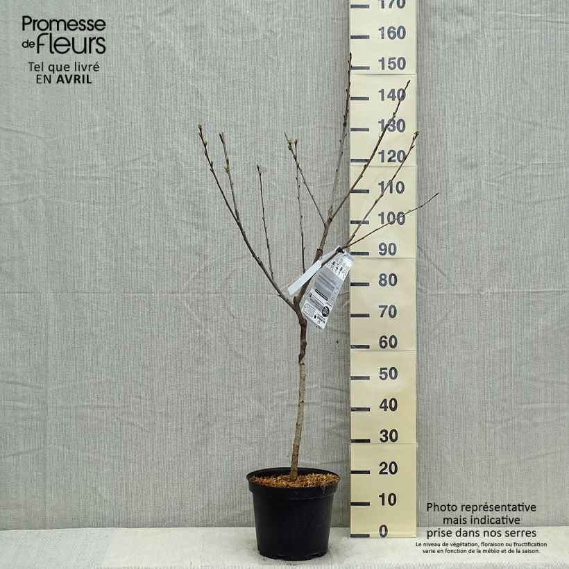 Prunus cerasus Bigarreau Hedelfingen - Tart Cherry Tree 7.5L/10L pot, Goblet sample as delivered in spring