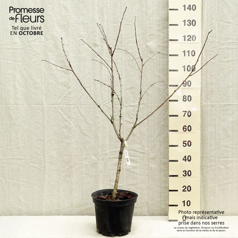 Prunus cerasus Marmotte - Tart Cherry 7.5L/10L pot, Goblet sample as delivered in autumn