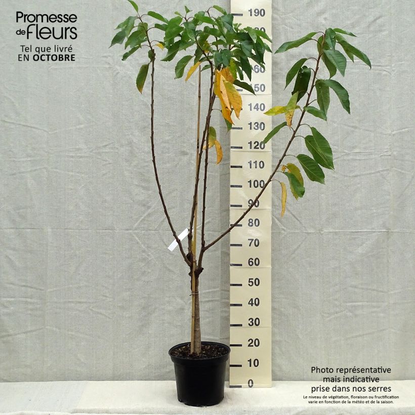 Prunus avium Bigarreau Reverchon - Cherry Tree 7.5L/10L pot, Goblet sample as delivered in autumn