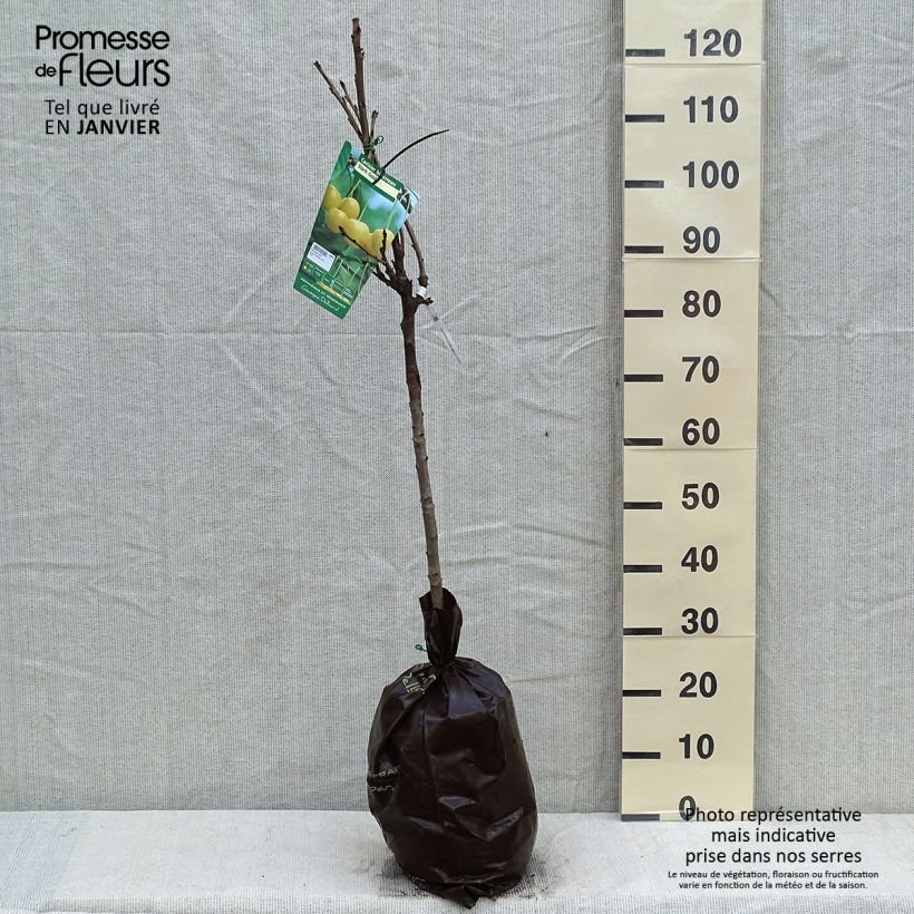 Prunus cerasus Bigarreau Stark Gold - Tart Cherry Tree Ready-to-plant root ball, Goblet sample as delivered in winter
