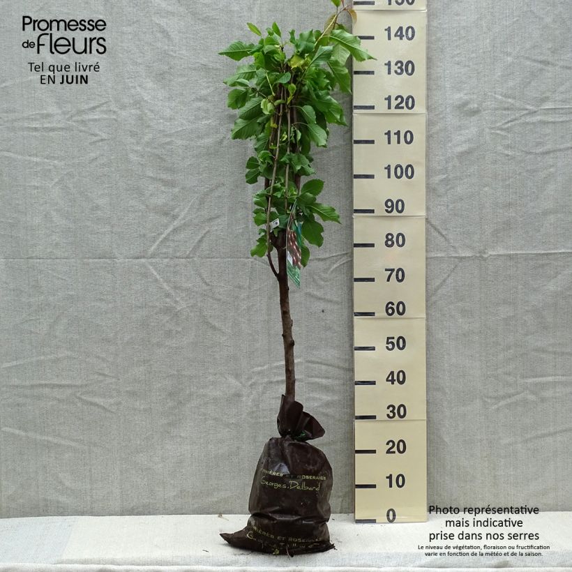 Prunus avium Bigarreau Sunburst - Cherry Tree Ready-to-plant root ball, Goblet sample as delivered in spring
