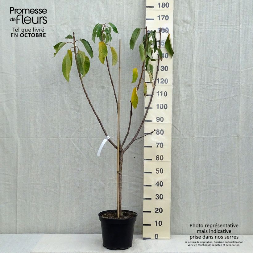 Prunus avium Van - Cherry Tree 7.5L/10L pot, Goblet sample as delivered in autumn