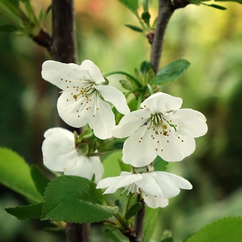 Prunus cerasus Griottier Griotte de Montmorency -Tart Cherry Tree (Flowering)