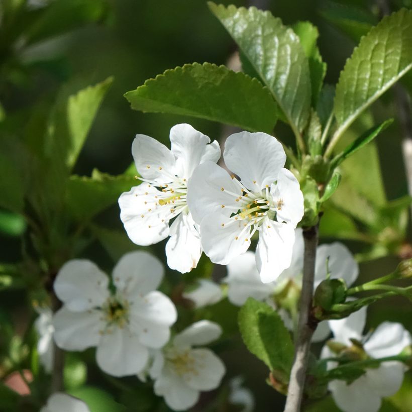 Prunus cerasus Kelleriis16 - Morello Cherry (Flowering)