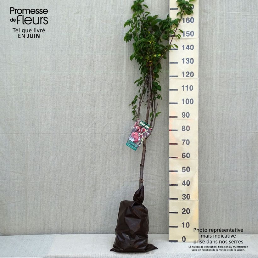 Prunus cerasus Cerise Allégria Delbard - Tart Cherry Tree Ready-to-plant root ball, Goblet sample as delivered in spring