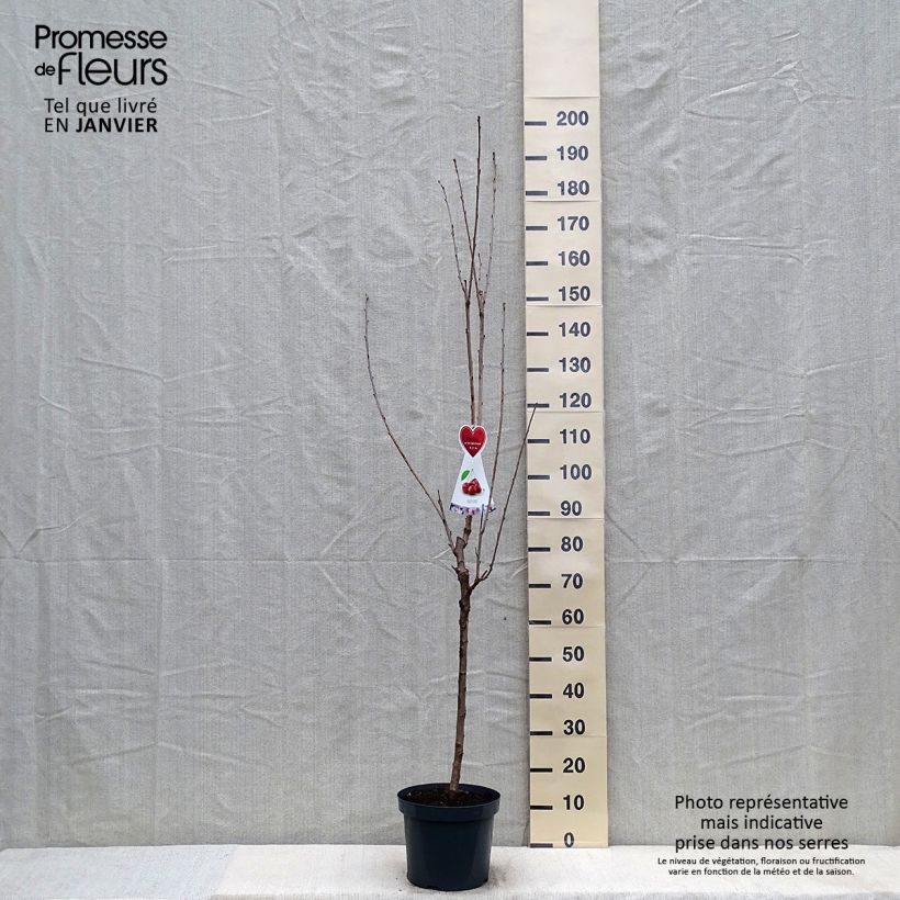 Prunus avium Schneiders Späte Knorpelkirsche - Cherry Tree 7.5L/10L pot, Half standard sample as delivered in winter