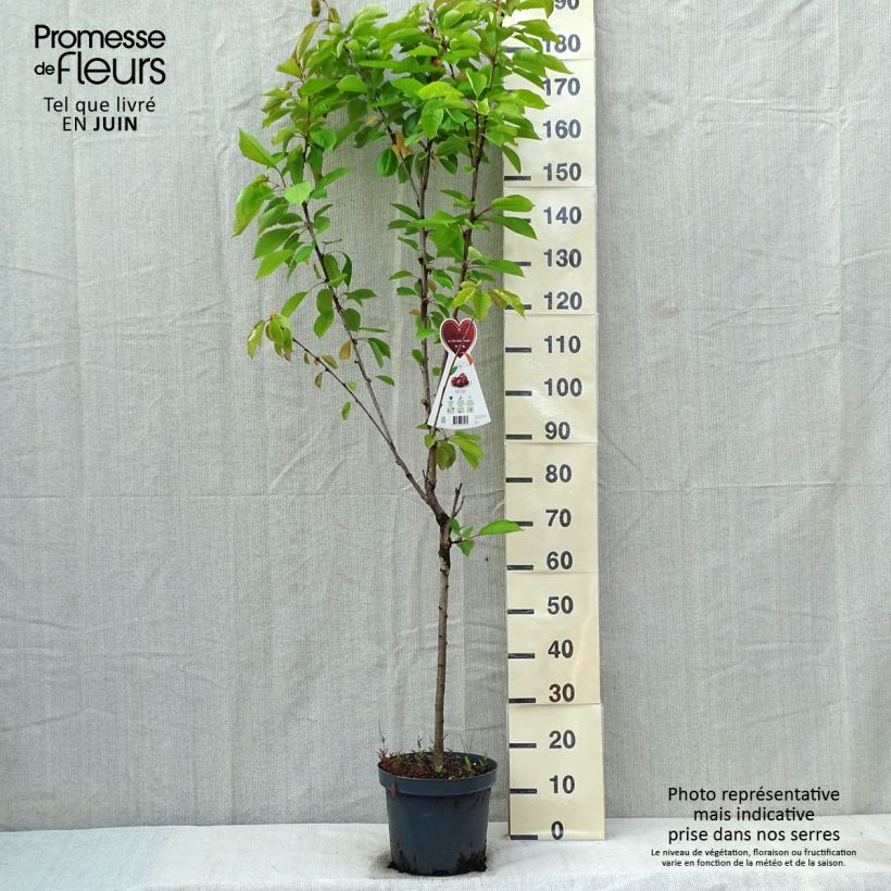 Prunus avium Schneiders Späte Knorpelkirsche - Cherry Tree 7.5L/10L pot, Goblet sample as delivered in spring