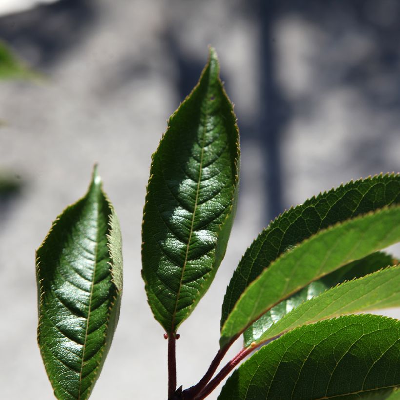 Prunus Royal Flame® - Ornemental Cherry Tree (Foliage)