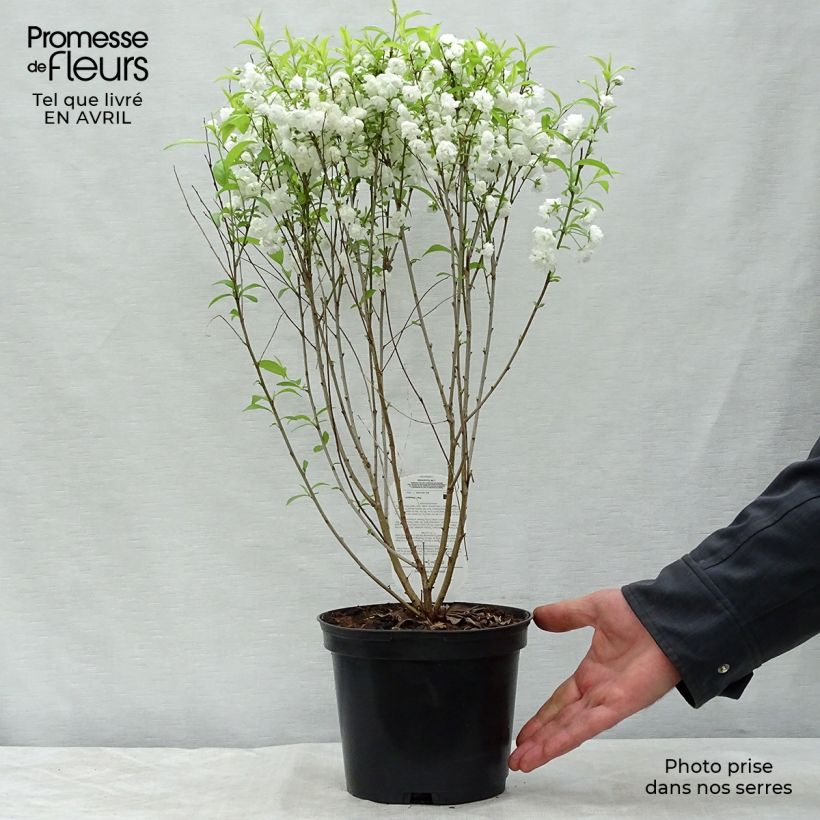 Prunus glandulosa Alba Plena - Dwarf flowering Almond 2L/3L pot sample as delivered in spring